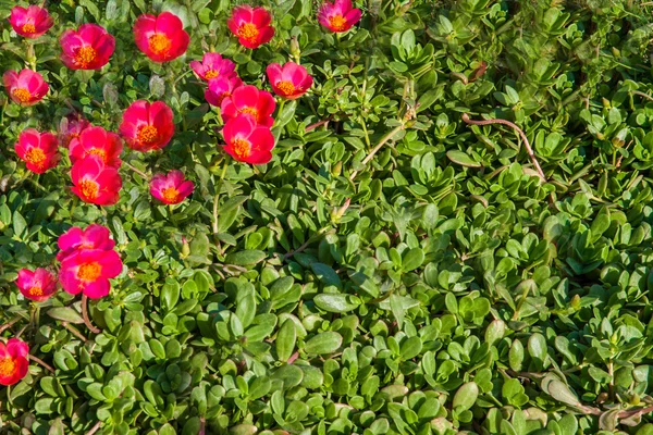 Alfombra de pequeñas flores rosadas en la hierba en el egipcio —  Fotos de Stock