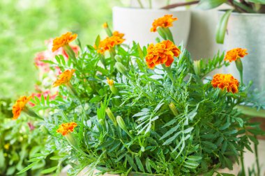 kadife çiçeği bir saksı gür yeşil çalı