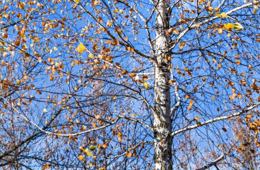 gökyüzü yakın çekim Birch sonbahar yaprakları görmek