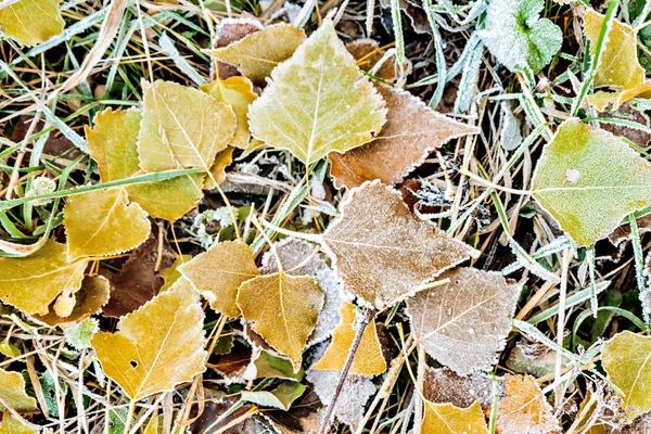 Gele Herfstbladeren op de grond bedekt met vorst — Stockfoto