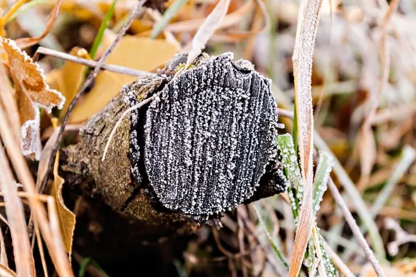 Oude log in het bos bedekt met vorst — Stockfoto