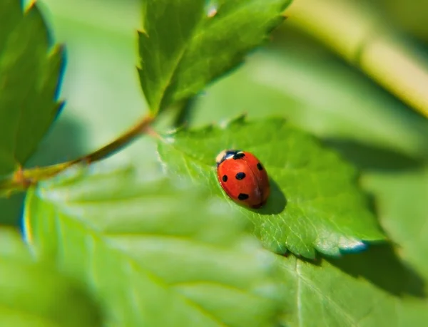 Marienkäfer auf einem grünen Blatt an einem sonnigen Tag — Stockfoto
