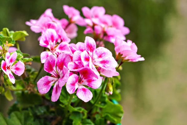 One flower pink geraniums in a flowerpot — Stock Photo, Image