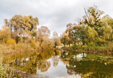 bir orman Gölü sonbahar ağaçlarda yansıyan
