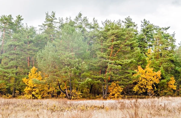 Bosque de pinos en el otoño por delante del campo —  Fotos de Stock