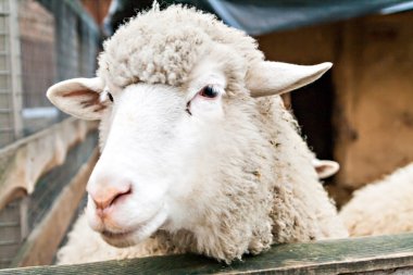 kalem yakın koyun başkanı