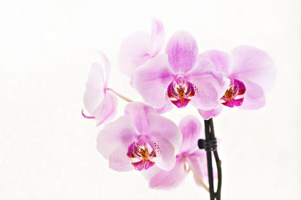 Bouquet of pink orchids phalaenopsis on white background — Stock Photo, Image