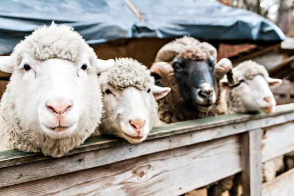 3 つの羊とペンで ram — ストック写真
