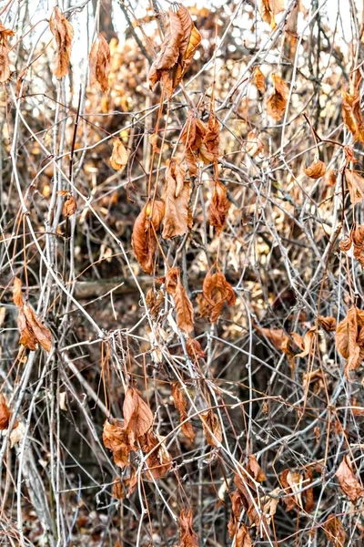 Folhas de hera secas no outono — Fotografia de Stock