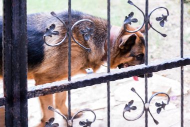 Metal bir çitin arkasındaki çoban köpeği.