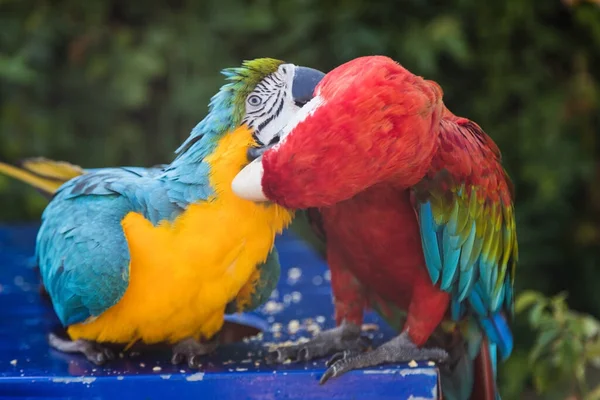 Pareja de dos loros guacamayos multicolores besándose y charlando mientras están sentados en una silla en la playa en un hotel en Turquía — Foto de Stock