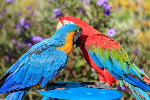 Пара разноцветных попугаев-ара целуются и болтают, сидя на стуле на пляже в отеле в Турции Лицензионные Стоковые Фото