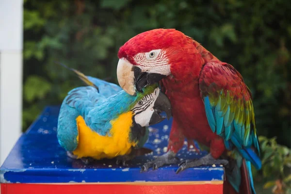 İki renkli papağan, Türkiye 'de bir otelin plajında bir sandalyede oturmuş öpüşüyor ve sohbet ediyor. — Stok fotoğraf