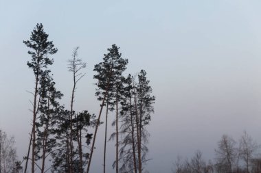 Dramatik manzara. Sisli sonbahar gökyüzüne karşı uzun çam ağaçları ve yapraklar
