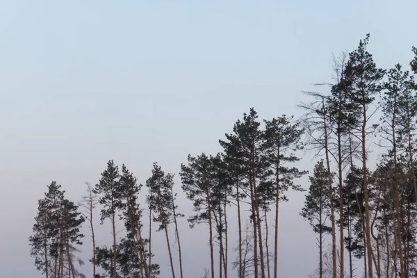 劇的な風景。背の高い松と霧の多い秋の空に対するスプルース — ストック写真