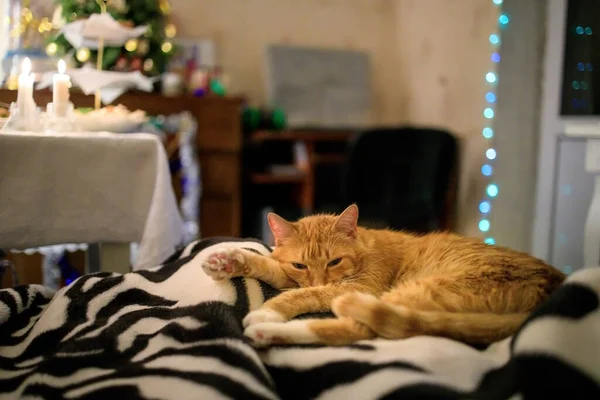 Bolyhos gyömbér macska alszik egy ágytakaró hátterében egy karácsonyfa és egy ünnepi asztal — Stock Fotó