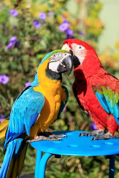 Pareja de dos loros guacamayos multicolores besándose y charlando mientras están sentados en una silla en la playa en un hotel en Turquía —  Fotos de Stock