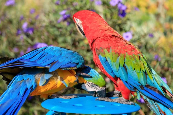 Twee veelkleurige papegaaien kussen en kletsen terwijl ze op een stoel op het strand zitten in een hotel in Turkije — Stockfoto
