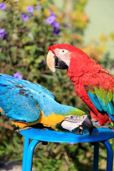 Пара двох різнокольорових папуг ара цілуються і балакають, сидячи на стільці на пляжі в готелі в Туреччині. — стокове фото