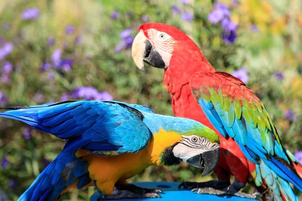 İki renkli papağan, Türkiye 'de bir otelin plajında bir sandalyede oturmuş öpüşüyor ve sohbet ediyor. — Stok fotoğraf