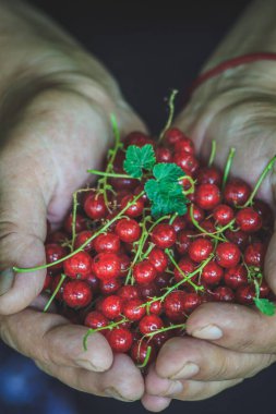 Sulu taze kuşüzümü hasadı bayanların ellerinde, yakın plan.