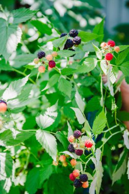 Siyah ahududu Rubus batısında olgunlaşan dutlar.