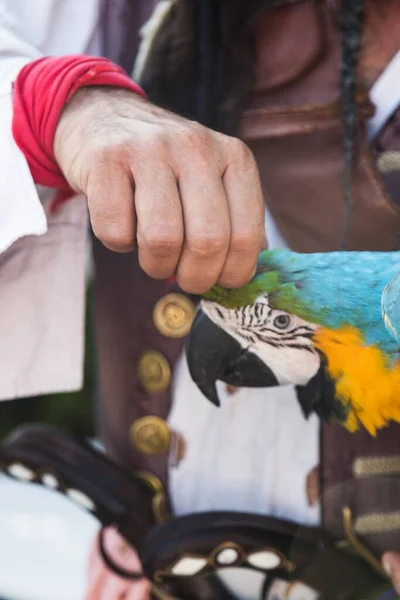 Вирізані ручні штрихи подряпини за вухом папуги макави — стокове фото