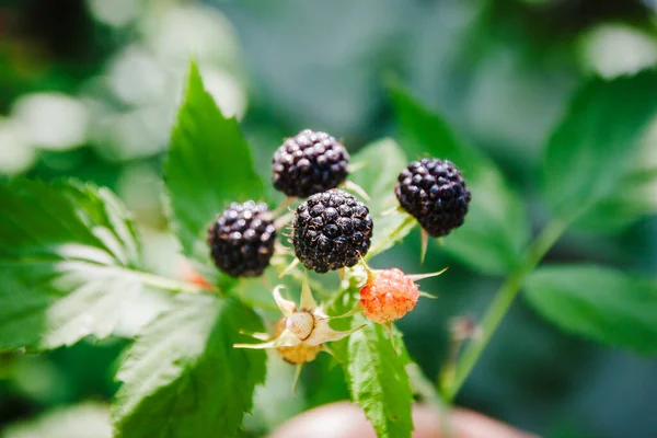 成熟特写镜头下的黑色覆盆子八齿树莓 — 图库照片