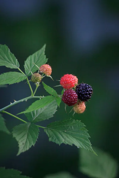 Framboise noire Rubus occidentalis de mûrissement des baies gros plan — Photo