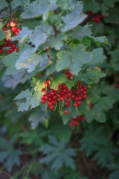 Cespuglio estivo con bacche mature di un ribes rosso. Frutta fresca di ribes rosso in giardino. — Foto Stock