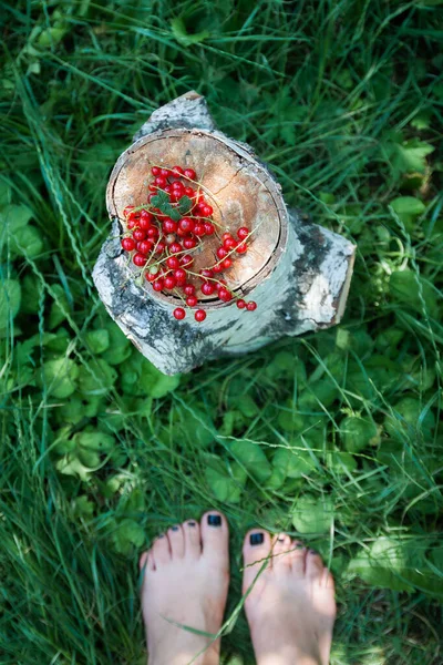 Rouge juteux frais groseille rouge repose sur une souche de bouleau sur un fond d'herbe et pieds nus femelles, vue de dessus, flou, gros plan, espace de copie — Photo