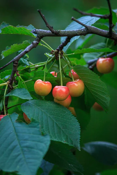 Frutto fresco naturale Giallo ciliegia. Fresco naturale sano. Ciliegie gialle più piovose su ramo — Foto Stock