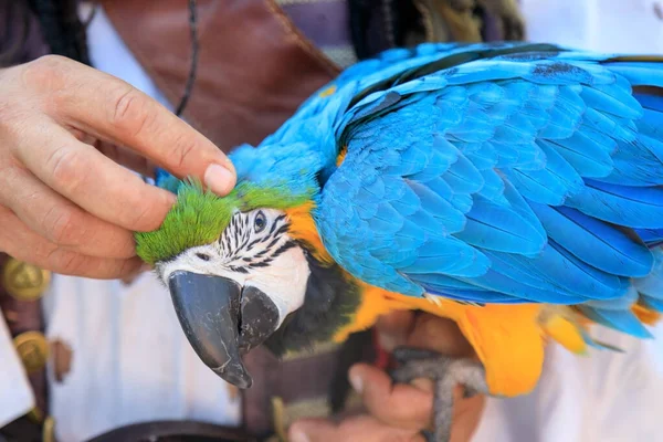 Kesik Bir Kol Papağanın Kulağının Arkasını Tırmalıyor — Stok fotoğraf