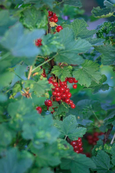 여름의 과붉은 곱슬머리의 열매가 정원에 — 스톡 사진