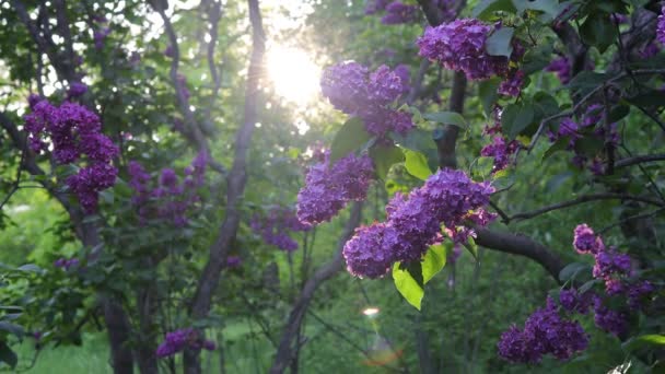 Gren Lila Lila Blommor Med Gröna Blad Som Svajar Vinden — Stockvideo