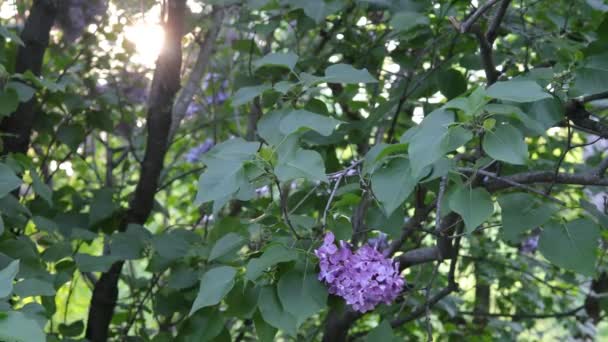 Větev Fialových Šeříkových Květů Zelenými Listy Houpajícími Větru Světle Slunečních — Stock video