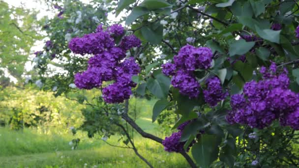 Gren Lila Lila Blommor Med Gröna Blad Som Svajar Vinden — Stockvideo