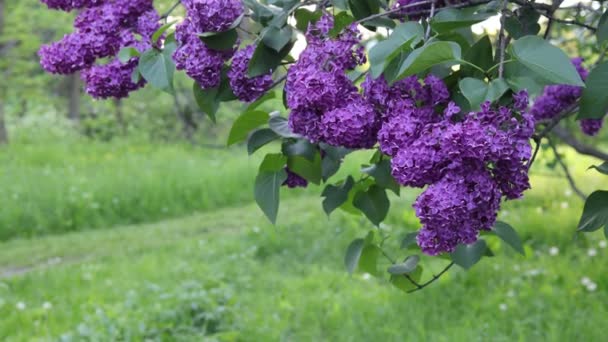 Una Rama Flores Lila Púrpura Con Hojas Verdes Balanceándose Viento — Vídeo de stock