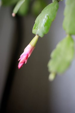 Kırmızı, pembe sarı Schlumbergera Noel kaktüsleri, yeşil bulanık arka planda. Çiçekli Schlumbergera Noel Kaktüsü. Seçici odak