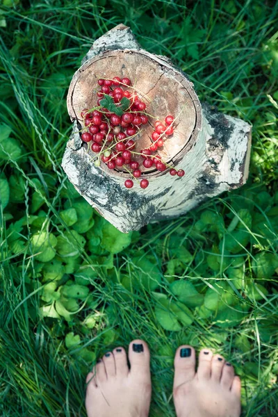 Rouge Juteux Frais Groseille Rouge Repose Sur Une Souche Bouleau — Photo