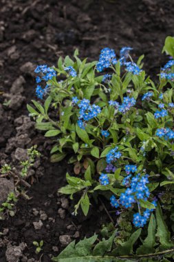 Bahar, unutma beni çiçekleri kara toprakta yetişir..