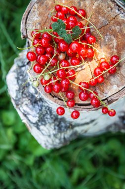 Kırmızı sulu taze frenk üzümü bir huş ağacının gövdesine uzanır. Çimenlerin arka planına karşı, üst manzara, bulanık, yakın plan, kopyalama alanı..