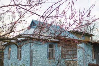 İlkbahar, mavi bir evin arka planında açan kayısı ağacı..