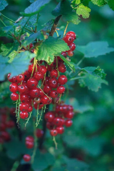 Buisson Été Avec Des Baies Mûres Groseille Rouge Fruits Frais — Photo