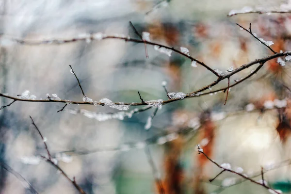 Ramas de árboles helados, primer plano — Foto de Stock