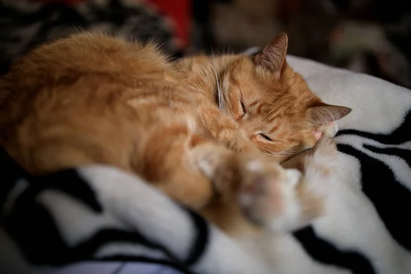 Zrzavá kočka spí na černobílé přikrývce — Stock fotografie