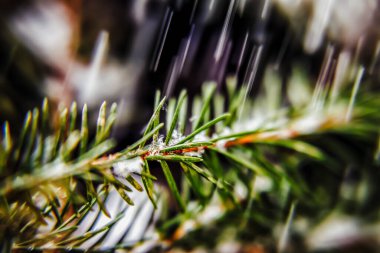 Çam iğnelerinin dallarına kar yağıyor, yakın plan.