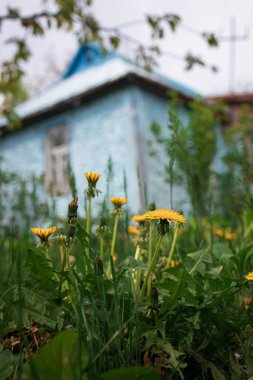 Eski mavi bir köy evinin önündeki karahindiba çiçekleri, alt manzara, bulanık