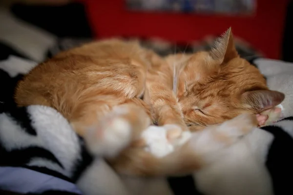 Gingembre moelleux chat dort sur une couverture noire et blanche — Photo