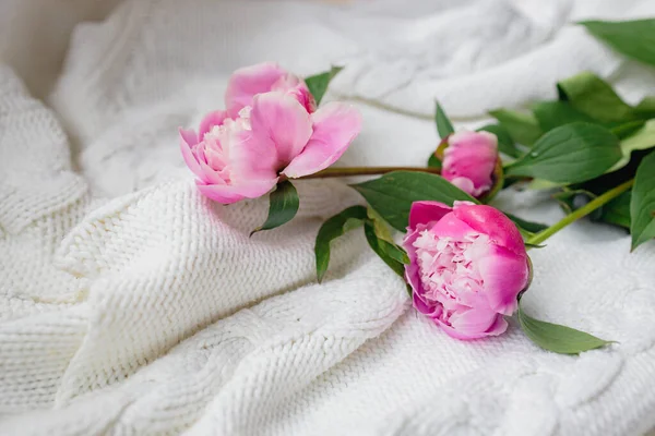 Peônias rosa frescas jazem em um suéter de malha branca, vista superior, espaço de cópia. Depósito plano — Fotografia de Stock